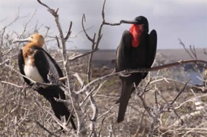 Galapagos Islands