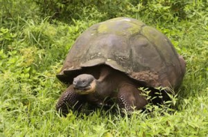 Galapagos Islands