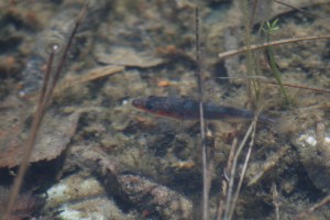 sticklebackfish