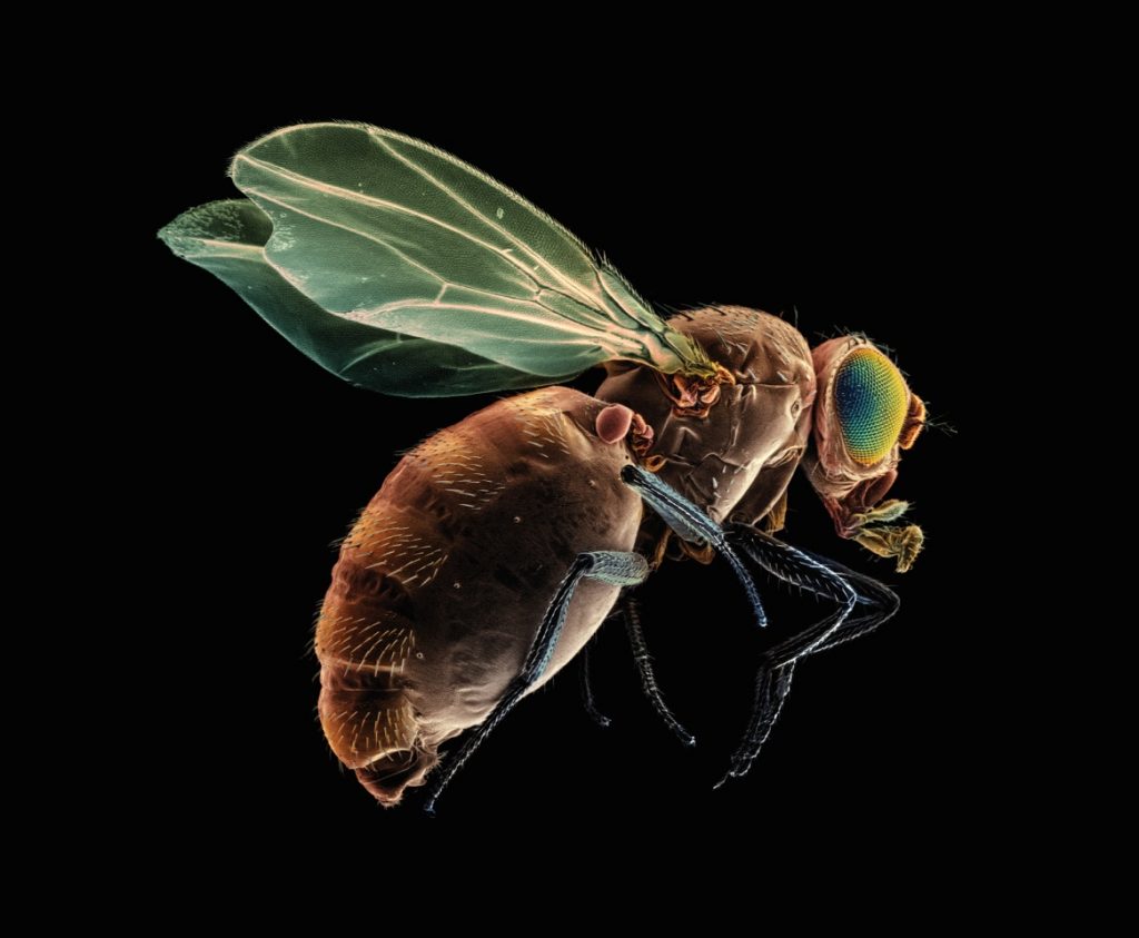 Drosophila melanogaster (fruit fly)
