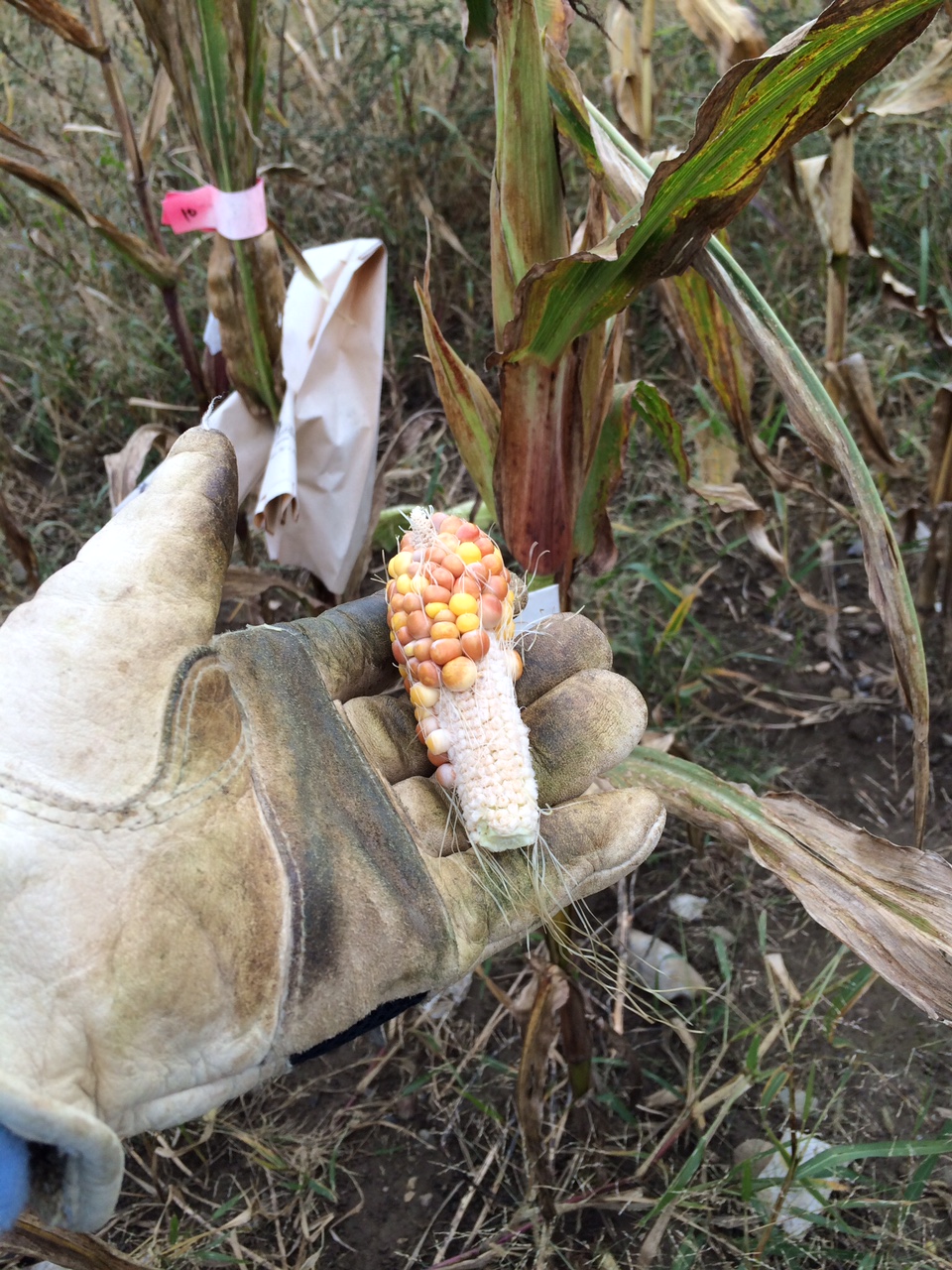 Damaged corn